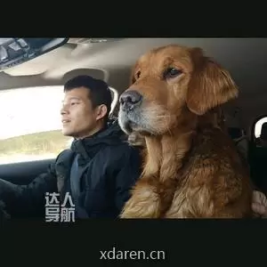 小迟和流浪狗的故事