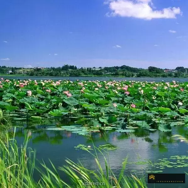 微山湖文学