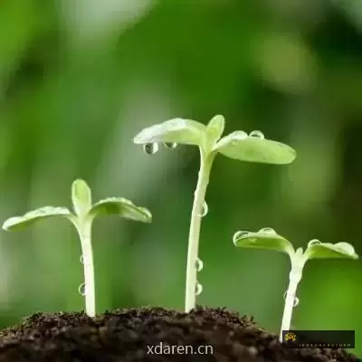 土言土语