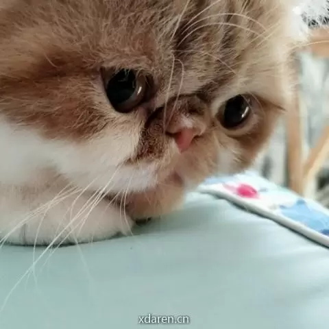 pikachu的十万伏特