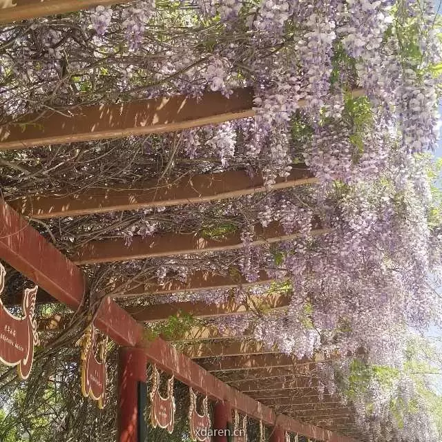 榆荫小憩