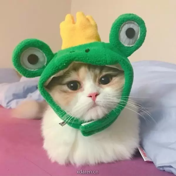八逗实盘