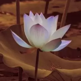 大师语录选