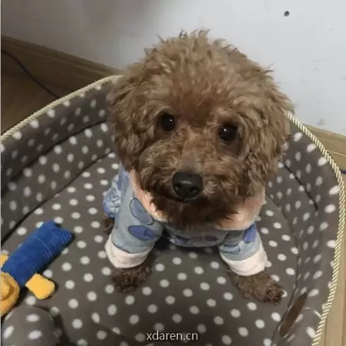 码农升级