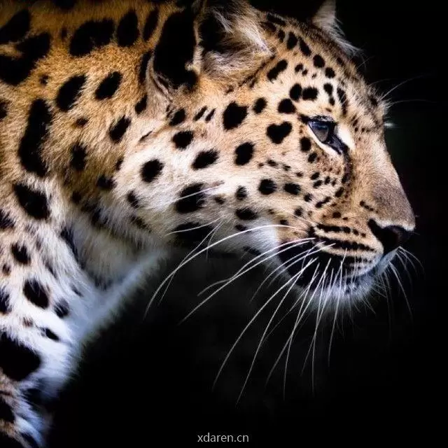 小猎豹午评
