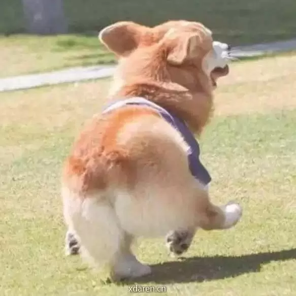 表白表情包
