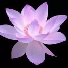 芝麻背兜