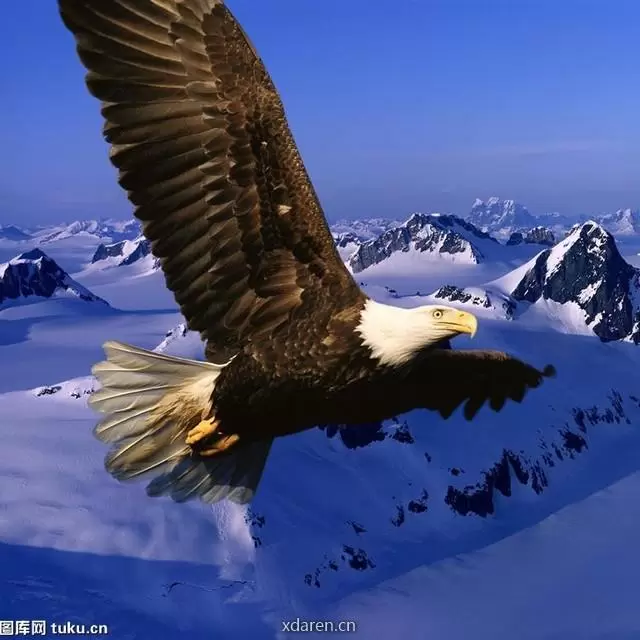 绿洲猎鹰