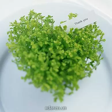 百花洲知事