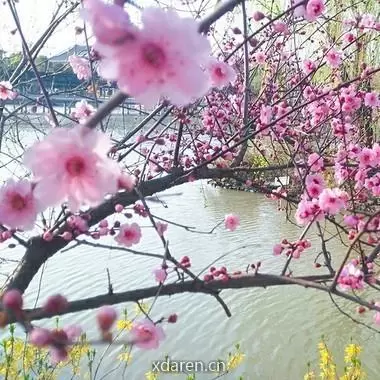 春花秋语