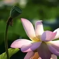 弥乐语短文