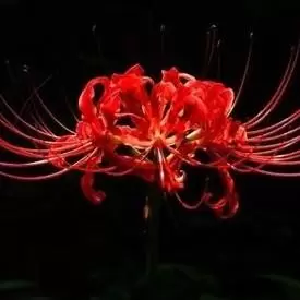 河边彼岸花