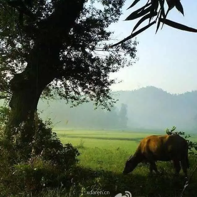 小山草木记
