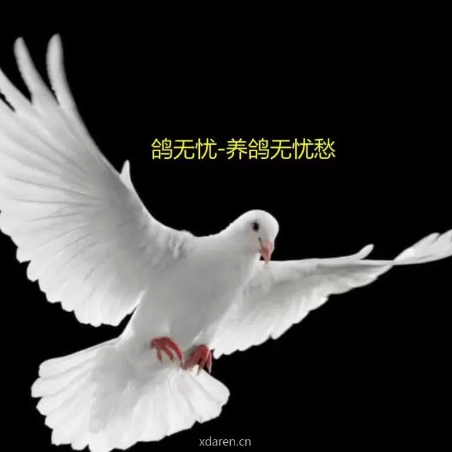 鸽无忧养殖平台