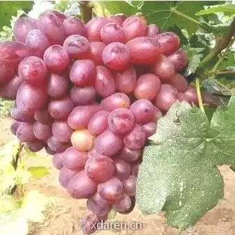葡萄种植交流会