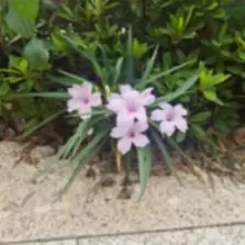 杂草价值投资
