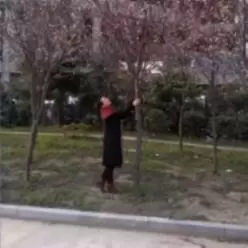 情系凤栖山