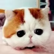 大爱猫咪控