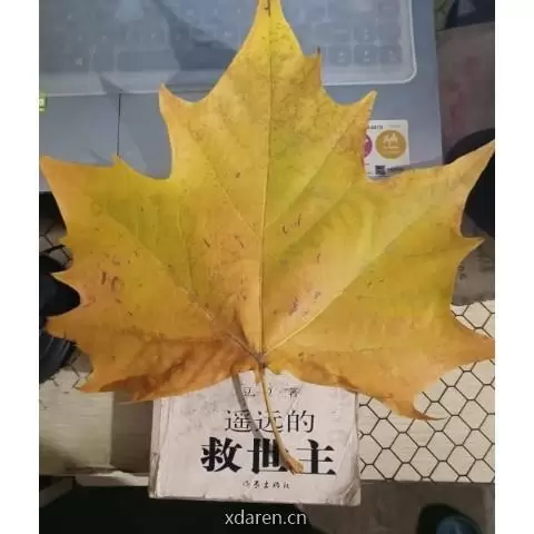 煤球青年