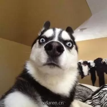 狗了个汪