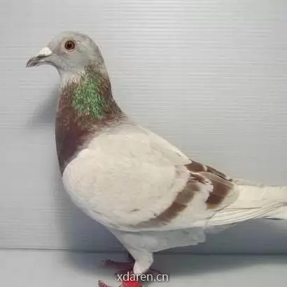 七品赛鸽家