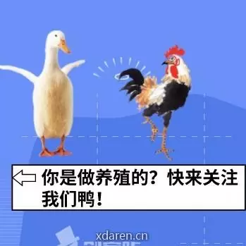 禽助手