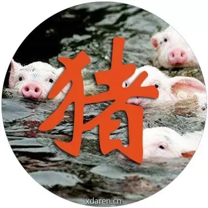 猪之运