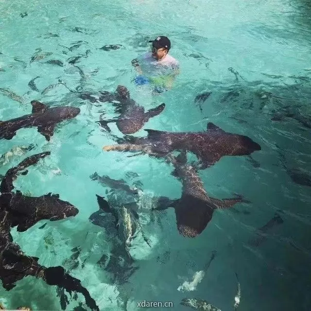 少帅随记