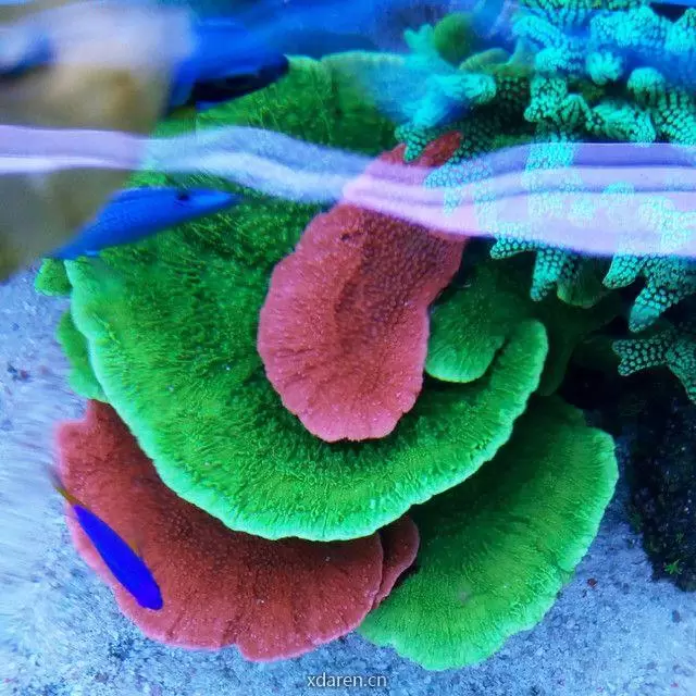 老何陪你玩海水