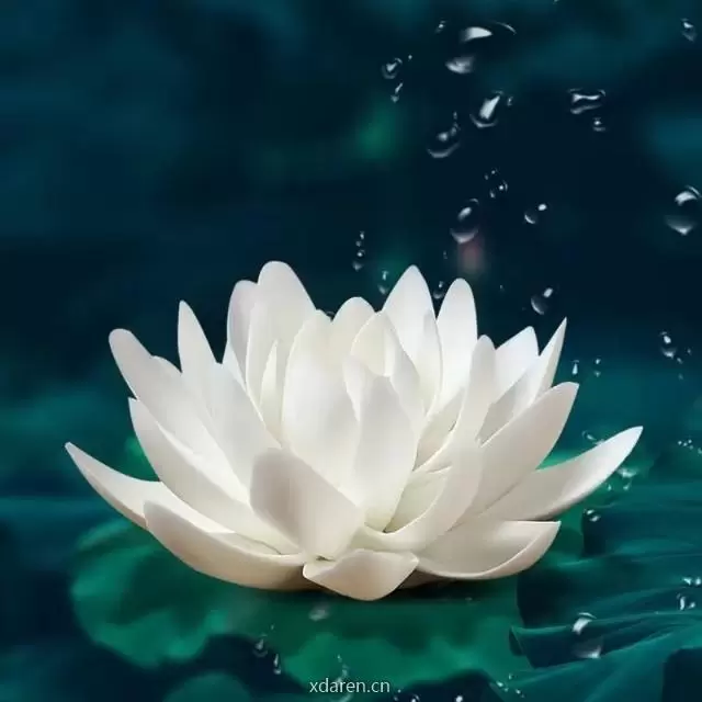 静世莲