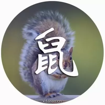 鼠大运