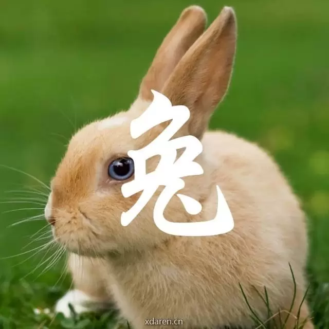 卯兔之家