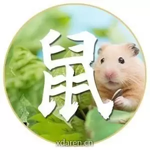 说说鼠运
