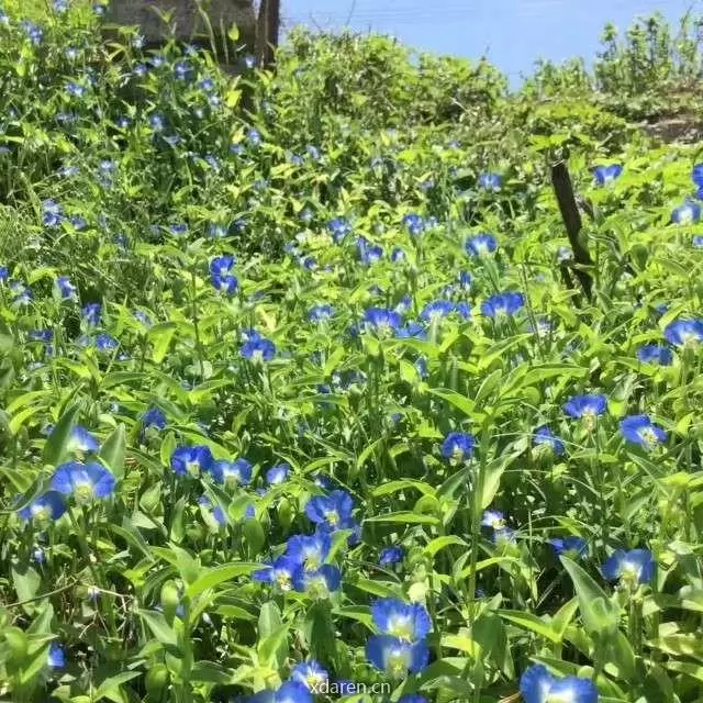 踏花笔记