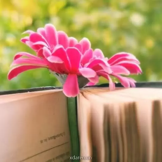 虞恋莎