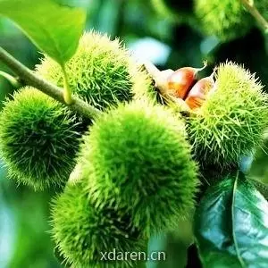 风情罗田
