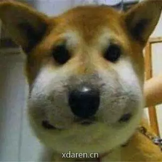 聚众撸狗