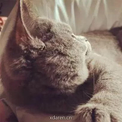 Panda英短猫舍