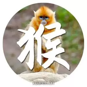 生肖猴运势天天看
