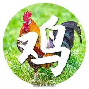 生肖鸡运势大全
