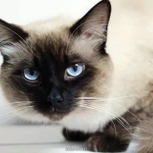 猫哥的世界