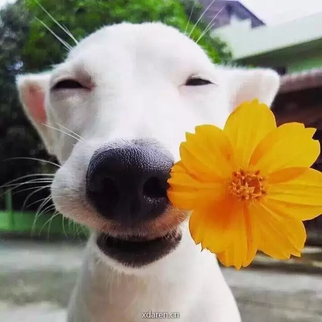狗狗汪呀