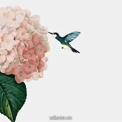 百鸟缘