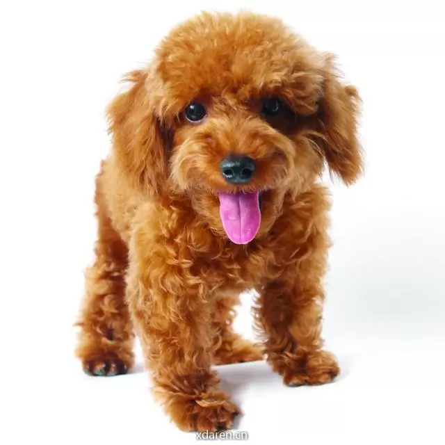 泰迪犬