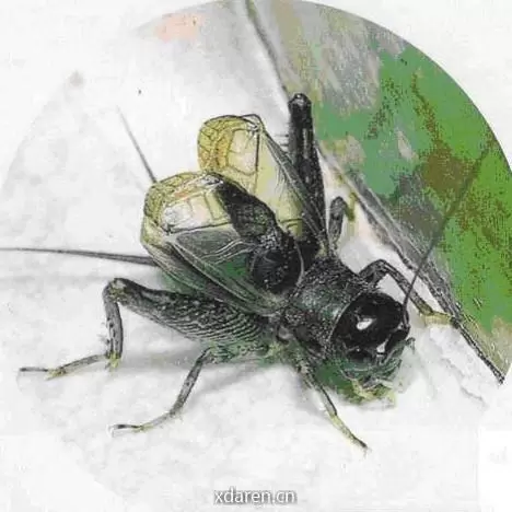 斗蟋