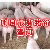 猪场价格查询