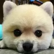 萌宠集中营