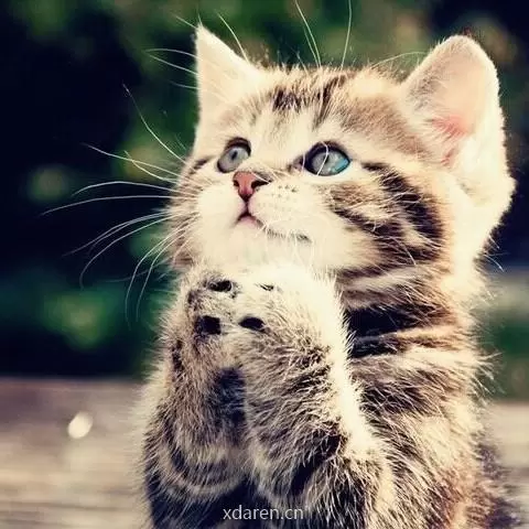 猫哥