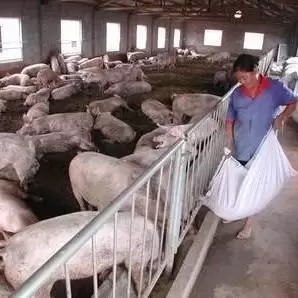 专业养猪网