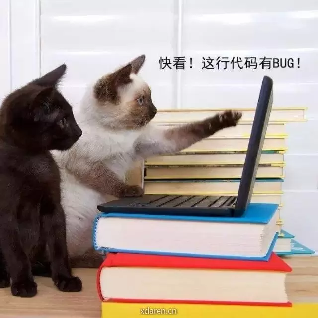 程序媛猫妹
